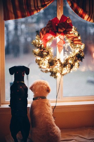 Dogs at festive holiday window